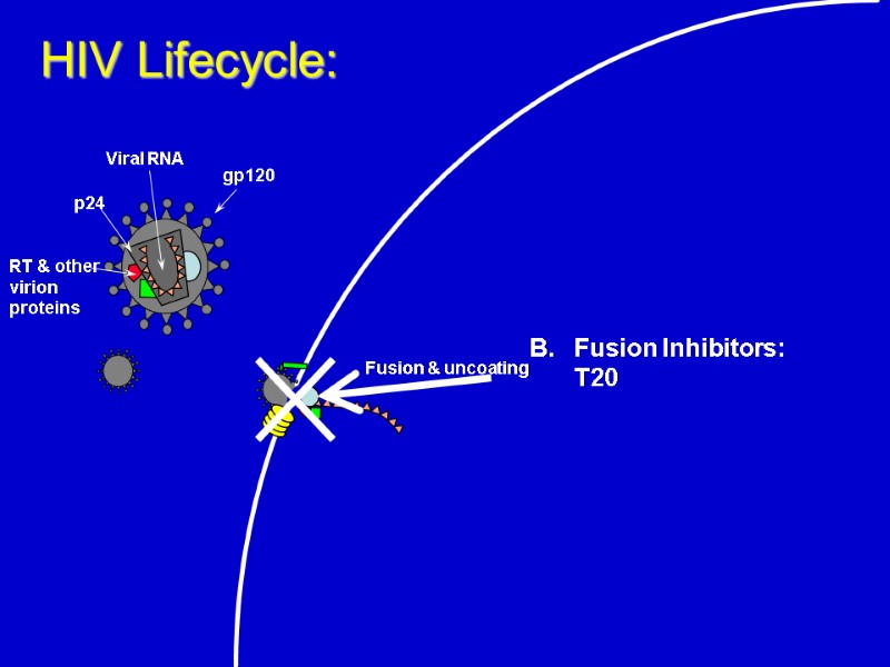 Fusion & uncoating HIV Lifecycle: B. Fusion Inhibitors:  T20